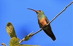 Buff-bellied Hummingbird